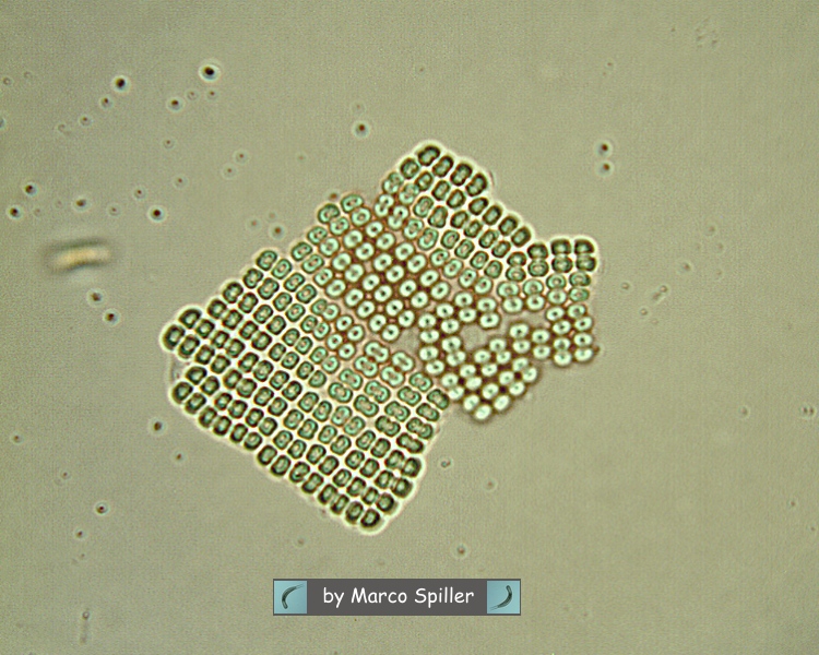 Merismopedia: geometrie in natura